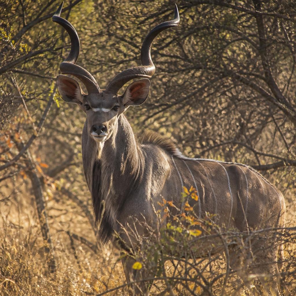 Kudu standing among the bushveld